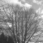 IMG_2481